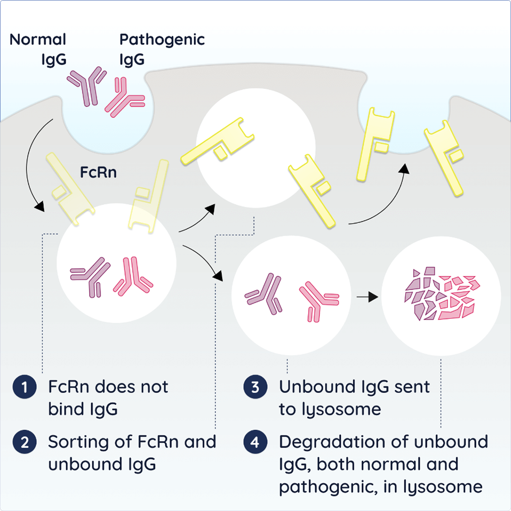 FcRn blockers in gMG